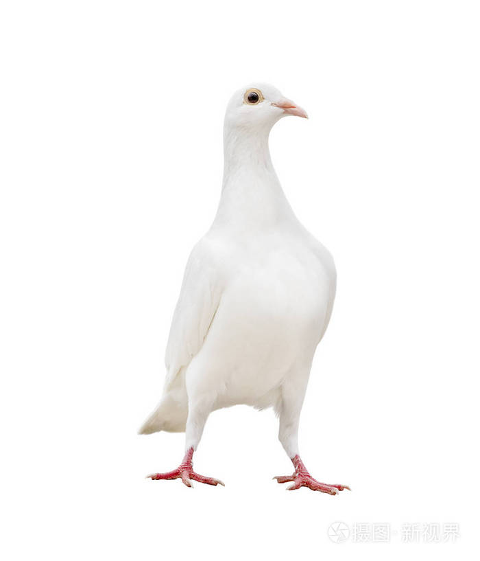 白色羽毛鸽子孤立的白色背景