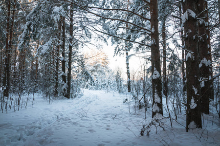 美丽的冬天风景，森林里满是树木覆盖着雪。 俄罗斯在寒冷的日子里