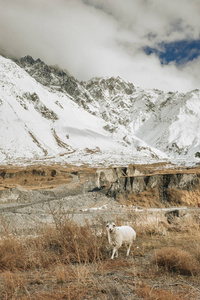 佐治亚州山区草地上的羊