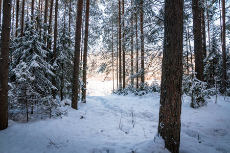 美丽的冬天风景，森林里满是树木覆盖着雪。 俄罗斯在寒冷的日子里