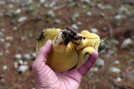 12月大雨过后，以色列出现了蘑菇