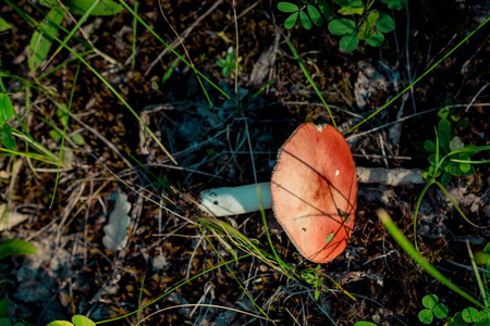 秋天在森林中种植蘑菇，以观赏