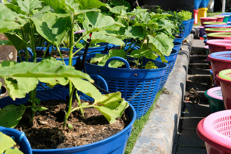 在塑料篮子里种植蔬菜。 城市农业