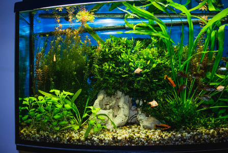 箱密切联系可爱的鱼小猫玩水族箱用鱼美丽小水族箱用鱼现实的玻璃鱼缸
