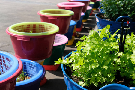 在塑料篮子里种植蔬菜。 城市农业