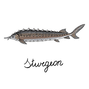 手绘鲟鱼标志复古风格矢量插图