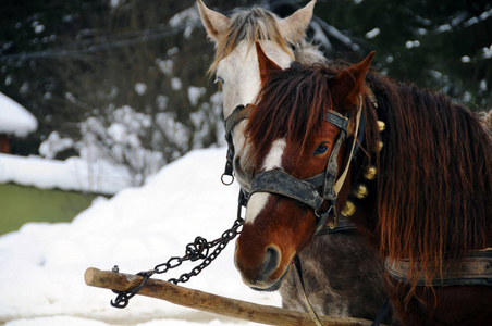 雪背景上的马