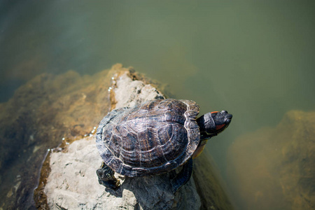 在湖边发现的孤独的乌龟