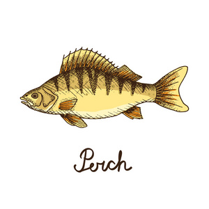 手绘鲈鱼标志复古风格矢量插图