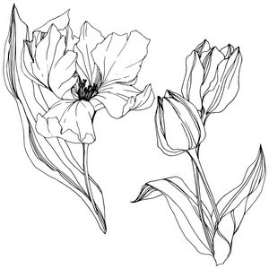 黑白的郁金香图片-黑白的郁金香素材-黑白的郁金香插画-摄图新视界