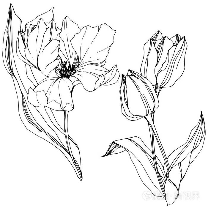 孤立的郁金香插图元素