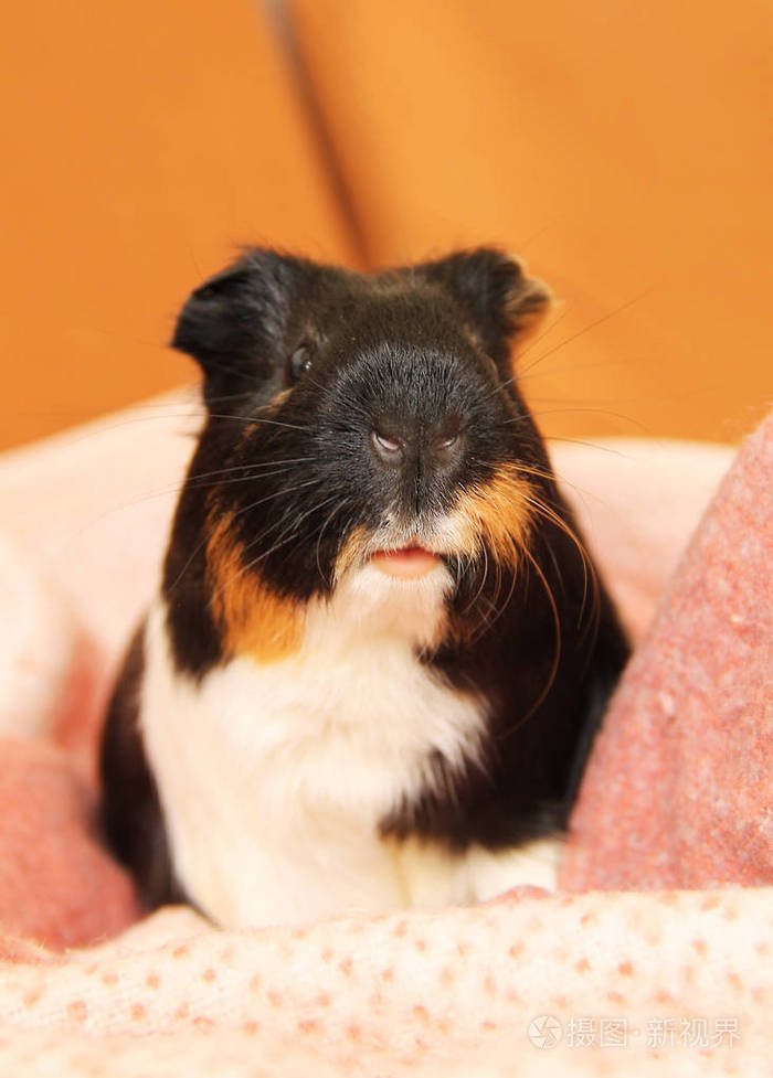 粉红色毯子上可爱的三色豚鼠