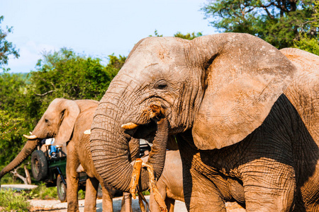 非洲丛林大象在克鲁格国家公园阳光下觅食