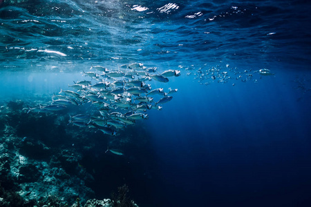 海底野生动物与学校金枪鱼在海洋珊瑚礁
