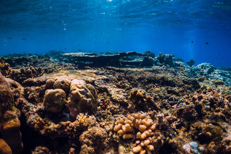 海底蓝海珊瑚和热带鱼类