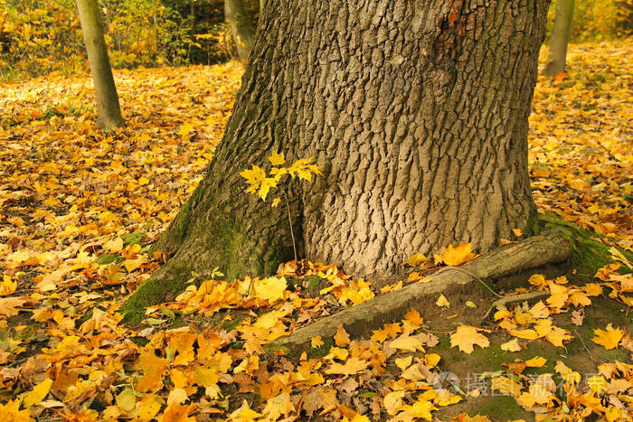 秋天在一棵大树的树干旁生长着一棵小枫树秋天落叶飘落了黄叶