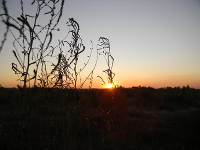 傍晚的夕阳草在田野里