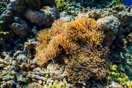 鱼小丑在海葵里游泳。 水下有珊瑚礁和鱼。