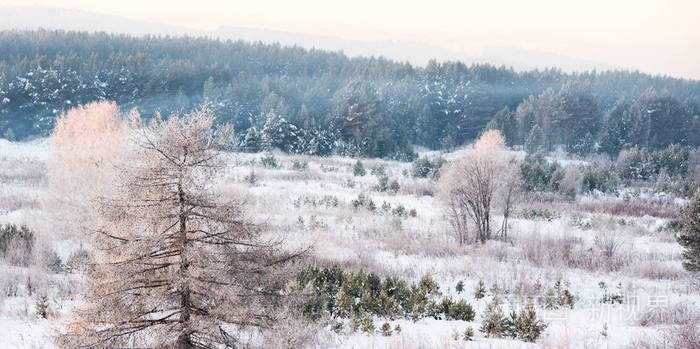 蓝色森林背景上结霜的树晴朗的冬天