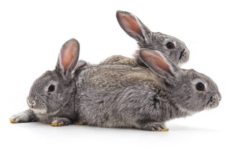 三只小兔子在白色背景上被隔离。