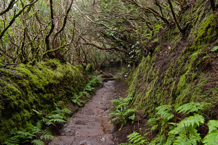 雨天美丽的森林。 徒步旅行路线。 纳加村公园古森林在特内里费加那利群岛。