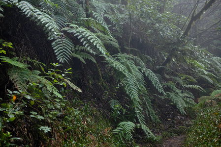 雨天美丽的森林。 徒步旅行路线。 纳加村公园古森林在特内里费加那利群岛。