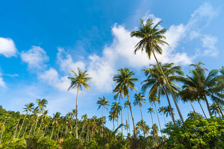 美丽的椰子棕榈树在蓝天下的热带海滩和大海