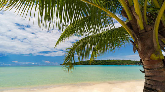 美丽的热带海滩和蓝天下的椰子棕榈树的海洋