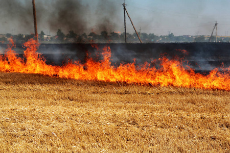 灾害定期对该地区的自然和经济造成损害. 光场与小麦的收获照片