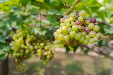 葡萄树上挂着一束在乡村，阳光明媚的葡萄束挂在葡萄藤上
