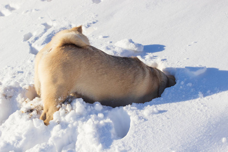 雪中冻着胡子的快乐狐狸狗。 在山上和一只狗玩得很开心。 和狗一起徒步旅行