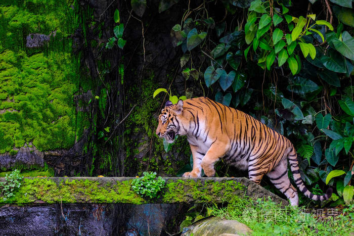 孟加拉虎与绿色苔藓从丛林动物园内休息