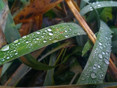 雨滴在草地上，露水在绿草上