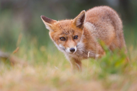 绿色草地上可爱的红狐崽