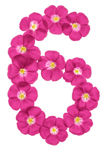 阿拉伯数字6，6，从白色背景上分离出的亚麻粉红色花中
