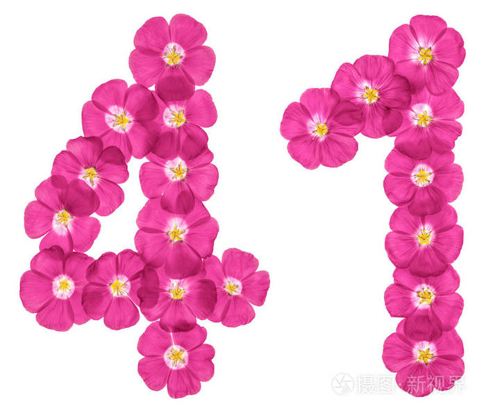 阿拉伯数字4141从白色背景上分离的亚麻粉红色花中分离出来的