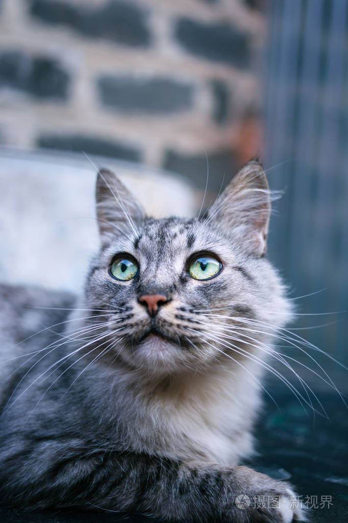 一只绿色眼睛的漂亮灰色猫的肖像