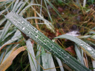 雨滴在草地上，露水在绿草上