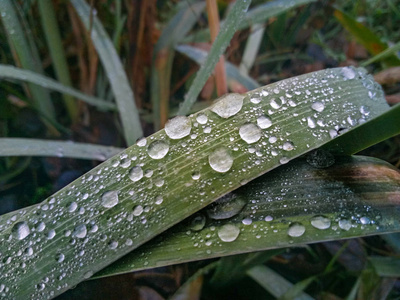 雨滴在草地上，露水在绿草上