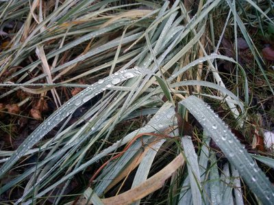 雨滴在草地上，露水在绿草上