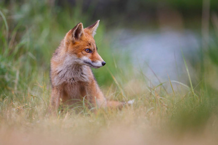 绿色草地上可爱的红狐崽
