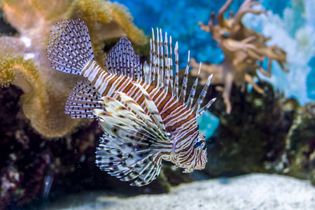 水下世界。 海洋馆人工环境中充满珊瑚和藻类水生植物的鲜艳奇异热带珊瑚鱼