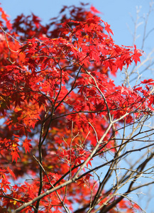 s Walk in Kyoto during Autumn