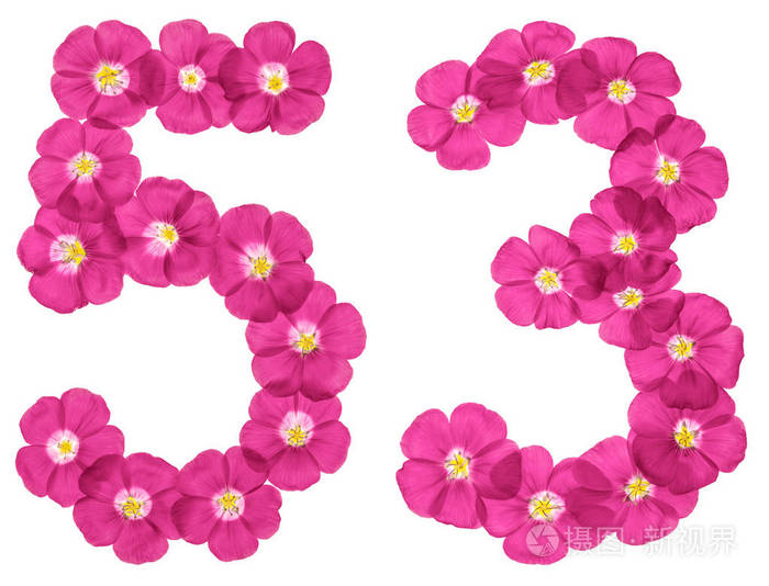 阿拉伯数字5353从白色背景上分离的亚麻粉红色花中提取的53
