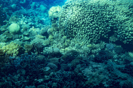 红海中的海洋生物。 红海珊瑚礁与硬珊瑚鱼和阳光明媚的天空通过清洁的水水下照片。 变调了。