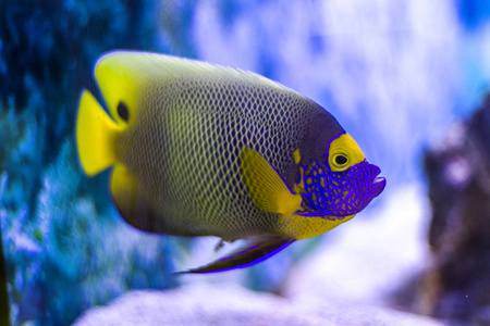 海洋馆人工环境中充满珊瑚和藻类水生植物的鲜艳奇异热带珊瑚鱼照片