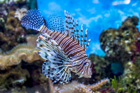 海洋馆人工环境中充满珊瑚和藻类水生植物的鲜艳奇异热带珊瑚鱼照片