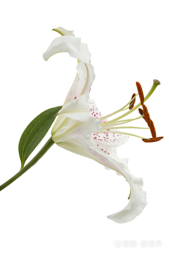 白色背景下分离的白色百合花