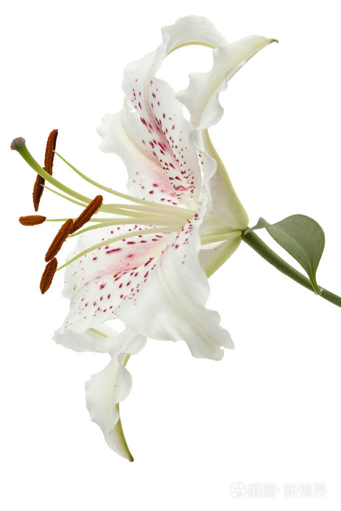 白色背景下分离的白色百合花