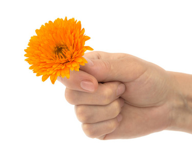 s hand holds a flower of calendula, isolated on white background